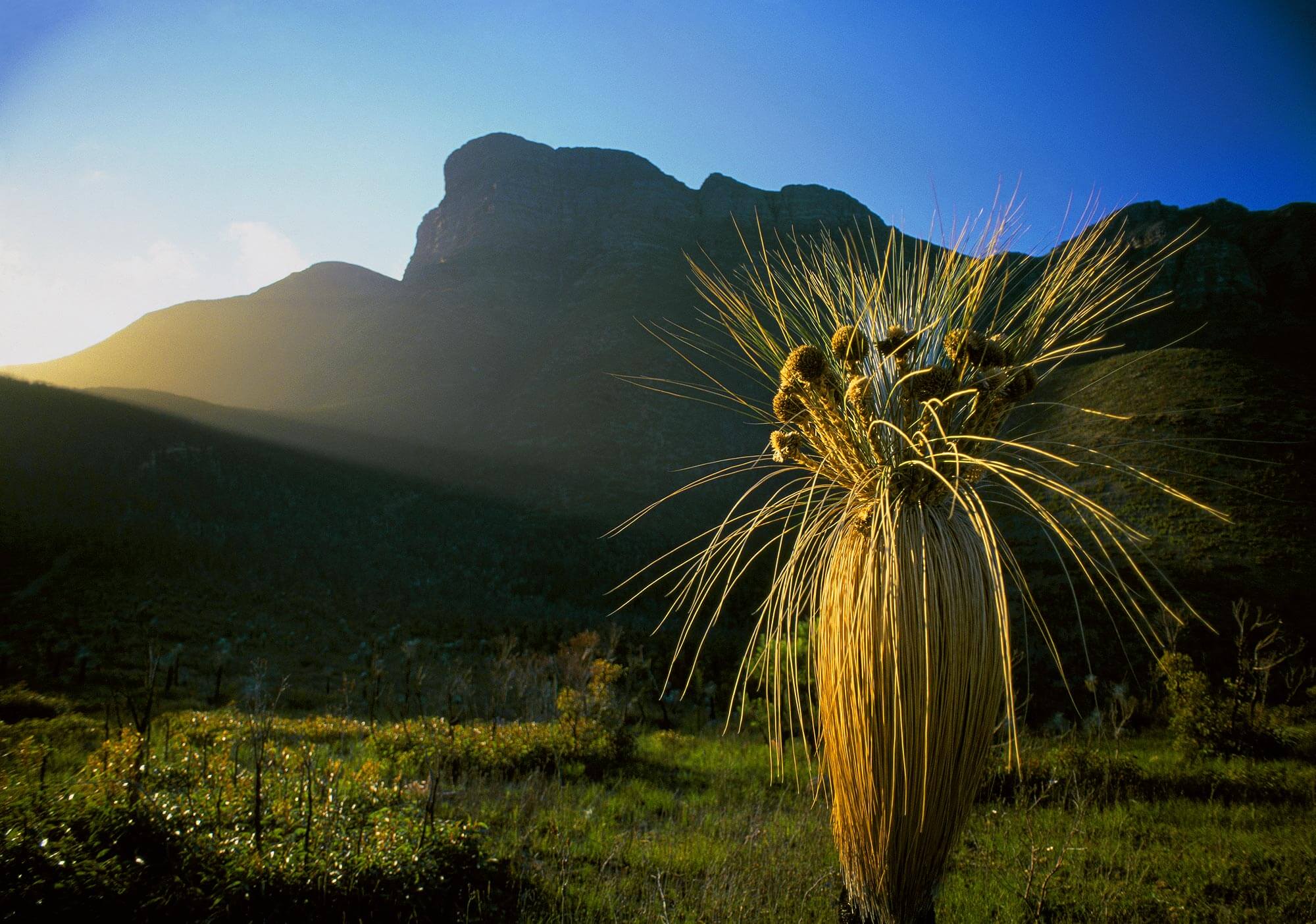 Grass Tree